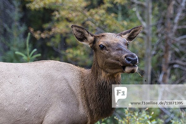 Wapiti  Elk (Cervus canadensis)  Hirschkuh  Banff Nationalpark  kanadische Rocky Mountains  Alberta  Kanada  Nordamerika