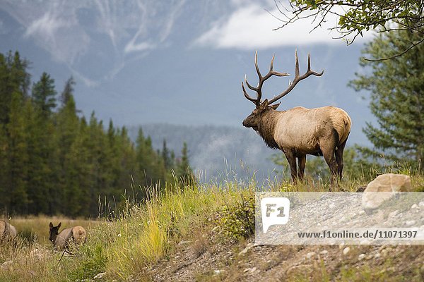 Wapiti  Elk (Cervus canadensis) schaut in die Ferne  Hirsch  Banff Nationalpark  kanadische Rocky Mountains  Alberta  Kanada  Nordamerika