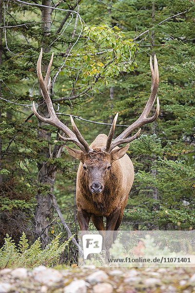 Wapiti  Elk (Cervus canadensis) im Wald  Hirsch  Banff Nationalpark  kanadische Rocky Mountains  Alberta  Kanada  Nordamerika