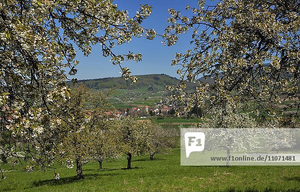 Blühende Kirschbäume  hinten Obereggenen  Markgräflerland  Schwarzwald  Baden-Württemberg  Deutschland  Europa