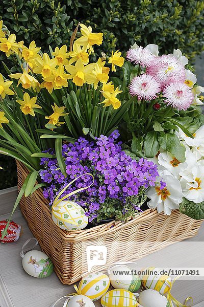 Korb mit Ostereiern  gelben Narzissen  Osterglocken (Narcissus pseudonarcissus)  Blaukissen (Aubrieta)  weiße Primeln (Primula)  gefüllte Gänseblümchen (Bellis)