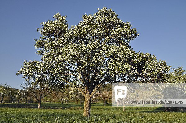 Blühender Birnbaum  bei Herrenberg  Baden-Württemberg  Deutschland  Europa