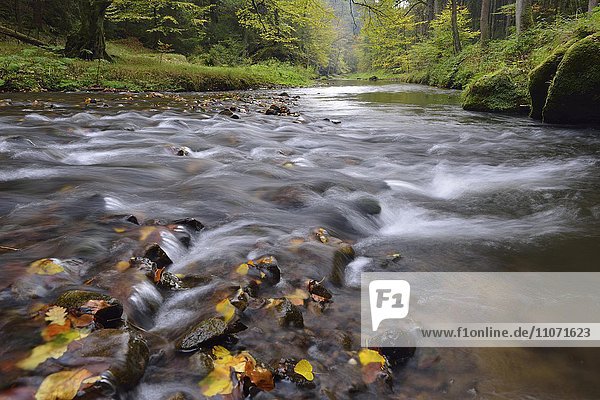 Flusslauf der Polenz durch das Polenztal Gebirgsbach im Herbst Sächsische Schweiz Elbsandsteingebirge Sachsen Deutschland Europa