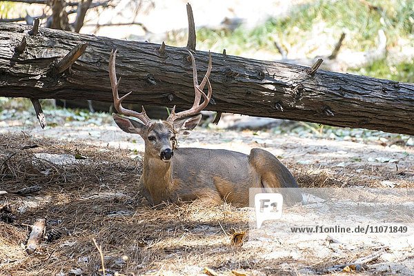 Mule deer (Odocoileus hemionus) resting on forest floor  Yosemite National Park  California  USA  North America