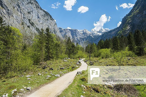 Wanderweg von der Salet-Alm zum Obersee  Salet am Königssee  Berchtesgadener Land  Oberbayern  Bayern  Deutschland  Europa
