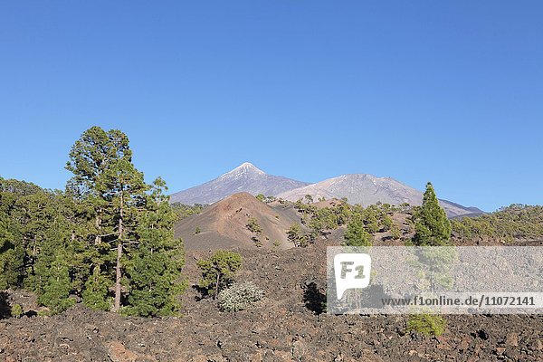 Lavafeld mit Aussicht auf Vulkan Pico del Teide und Pico Viejo  Nationalpark Teide  Teneriffa  Kanarische Inseln  Spanien  Europa