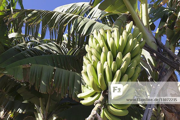Kanarische Bananen (Musa sp.)  Bananenstaude  Plantage bei San Andres  La Palma  Kanarische Inseln  Spanien  Europa