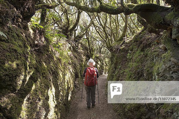 Woman with a backpack on a trail in a tree heather forest  municipality of San Sebastian  La Gomera  Canary Islands  Spain  Europe