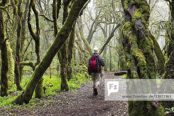 Hiker walking through a laurel forest  Garajonay National Park  La Gomera  Canary Islands  Spain  Europe