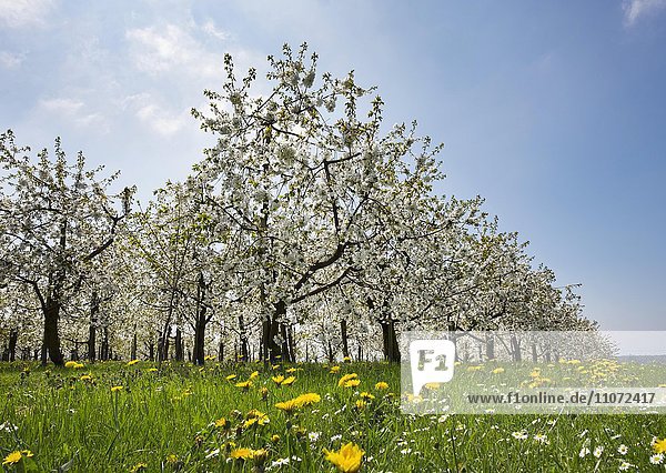 Blühende Kirschbäume  Obstplantage  Kressbronn am Bodensee  Bodenseekreis  Schwaben  Baden-Württemberg  Deutschland  Europa
