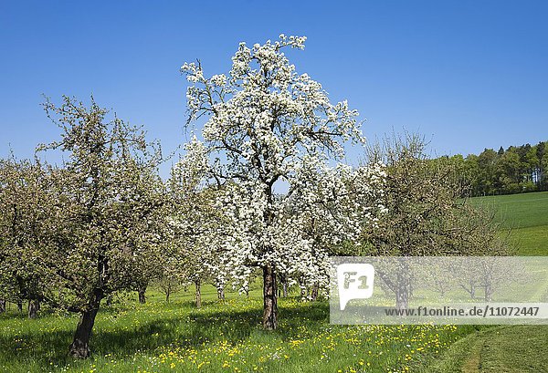 Blühende Obstbäume  Kirschbaum  Apfelbäume  Unterwolfertsweiler bei Tettnang  Bodenseekreis  Schwaben  Baden-Württemberg  Deutschland  Europa