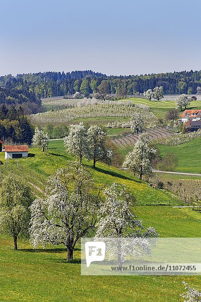 Blühende Obstbäume  Taubenberg  Allgäu  Bayern  Deutschland  Europa