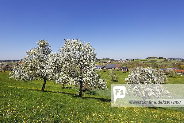 Blühende Birnbäume mit Unterreitnau  Taubenberg  Allgäu  Bayern  Deutschland  Europa