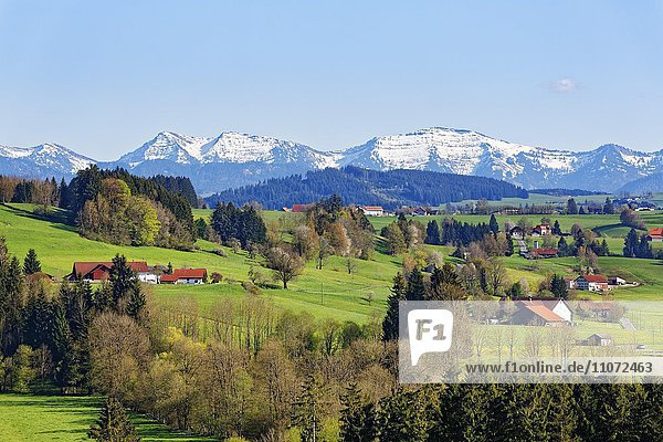 Voralpenland bei Röthenbach  hinten Nagelfluhkette der Allgäuer Alpen mit Hochgrat  Allgäu  Schwaben  Bayern  Baden-Württemberg  Deutschland  Europa