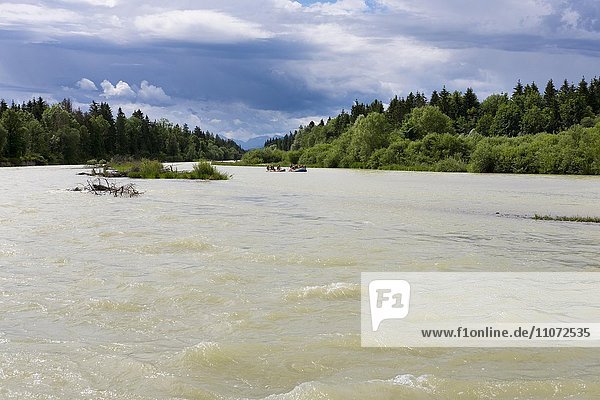 Isar  rubber rafts during floods  Isar  Pupplinger Au  Egling  Upper Bavaria  Bavaria  Germany  Europe