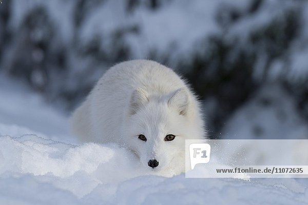 Polarfuchs oder Eisfuchs (Vulpes lagopus  syn. Alopex lagopus) im Schnee  captive  Trones  Norwegen  Europa