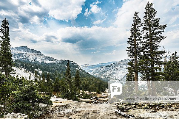 Kiefernwald  Sierra Nevada  Yosemite Nationalpark  Kalifornien