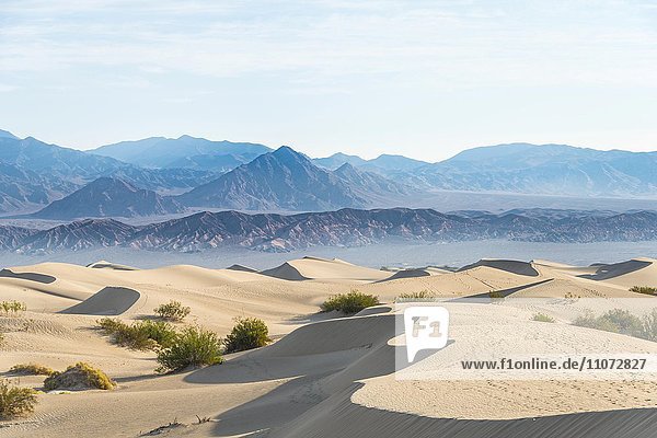 Kreosotbüsche (Larrea tridentata) in den Mesquite Flat Sand Dunes  Sanddünen  hinten Ausläufer der Amargosa-Range Bergkette  Death Valley  Death-Valley-Nationalpark  Kalifornien  USA  Nordamerika