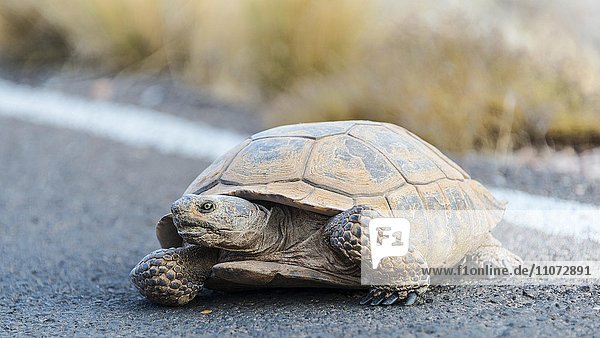 Kalifornische Gopherschildkröte (Gopherus Agassizii) überquert die Straße  Valley of Fire State Park  Mojave Wüste  Nevada  USA  Nordamerika