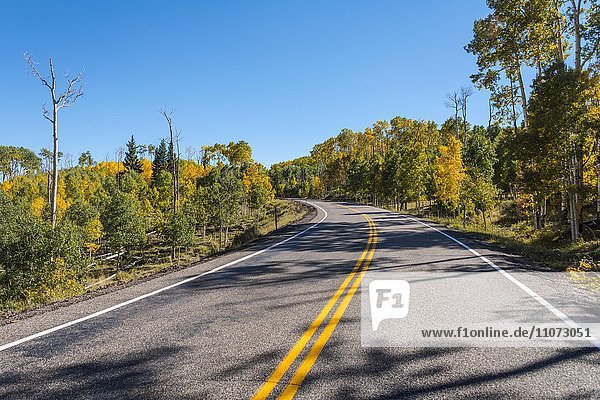 Highway 12 through autumnal aspen forest  Utah  Southwest  USA  North America