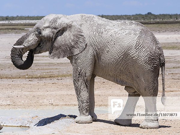 Afrikanischer Elefant (Loxodonta africana)  Elefantenbulle hat sich an einem Wasserloch mit Schlamm besprüht  Etosha Nationalpark  Namibia  Afrika
