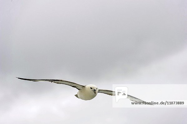 Eissturmvogel (Fulmarus glacialis) im Flug  Andenes  Andoya  Vesterålen  Norwegen  Europa