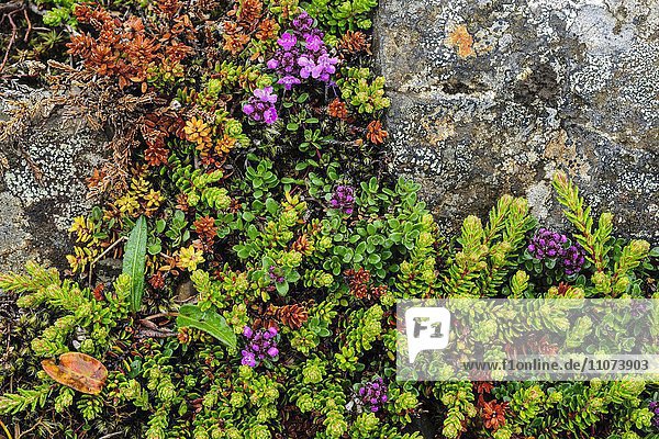 Typische blühende Bodenvegetation  Island  Europa