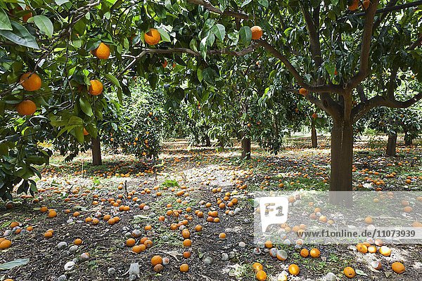 Fallen  rotten oranges beneath trees in an orange orchard  plantation in Sicily  Italy  Europe