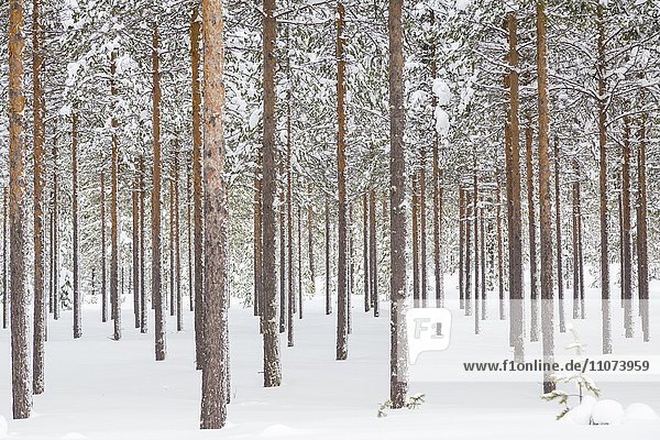 Verschneiter Nadelwald am Polarkreis  Nähe Rovaniemi  Lappland  Finnland  Europa