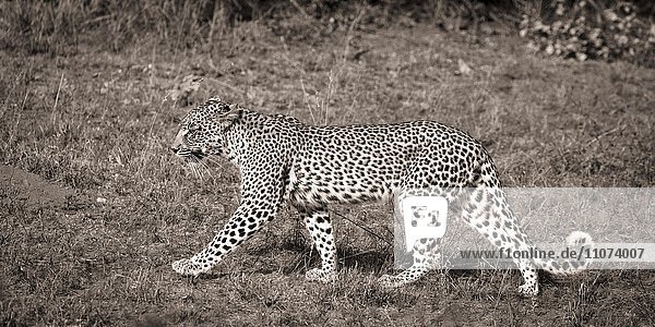 Gehender Leopard (Panthera pardus)  Timbavati Game Reserve  Südafrika