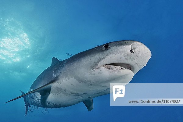 Tiger Shark (Galeocerdo cuvier)  Caribbean  Bahamas  North America
