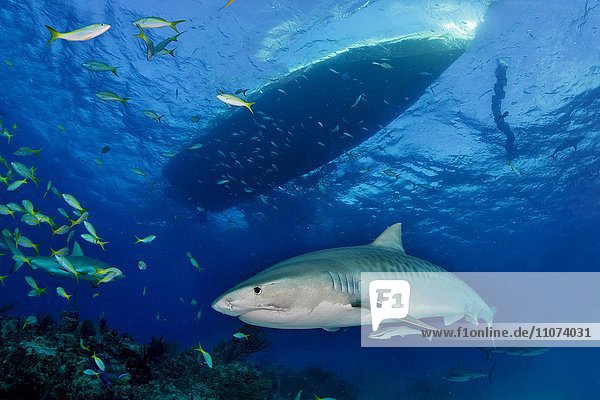Tiger Shark (Galeocerdo cuvier)  Caribbean  Bahamas  North America