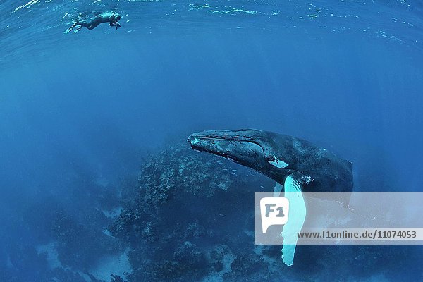 Humpback whale (Megaptera novaeangliae) with divers  Silver Banks  Dominican Republic  North America