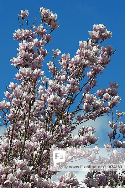 Blütenzweige einer Magnolie (Magnolia)  blauer Himmel  Bayern  Deutschland  Europa