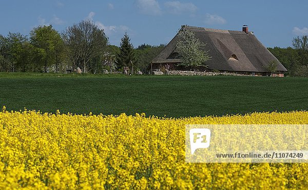 Reetgedecktes Bauernhaus  blühendes Rapsfeld (Brassica napus)  Mecklenburg-Vorpommern  Deutschland  Europa