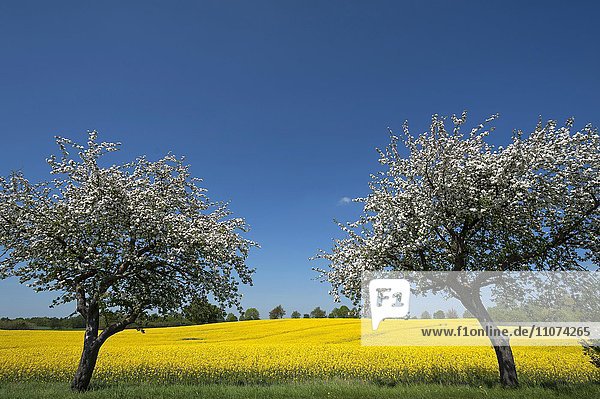 Blühende Apfelbäume (Malus domestica) vor gelbem Rapsfeld  blauer Himmel  Mecklenburg-Vorpommern  Deutschland  Europa