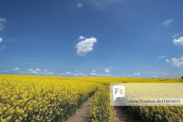 Weg durch blühendes Rapsfeld (Brassica napus)  blauer Himmel mit kleinen Wolken  Mecklenburg-Vorpommern  Deutschland  Europa