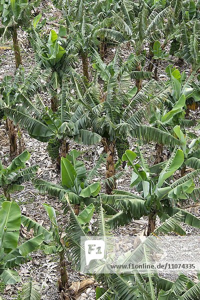 Bananenplantage  Hermigua  La Gomera  Kanarische Inseln  Spanien  Europa