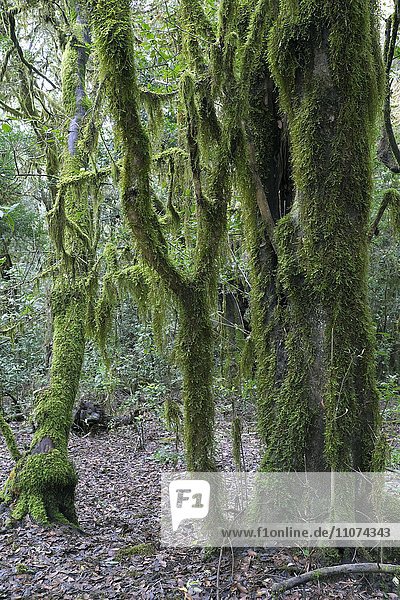 Bemooste Bäume im Lorbeerwald  Nationalpark Garajonay  La Gomera  Kanarische Inseln  Spanien  Europa