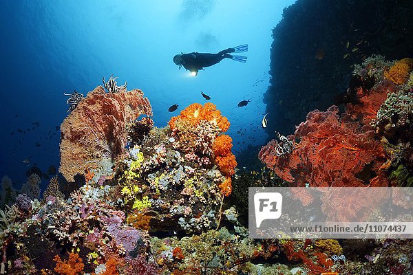 Taucher an Steilwand betrachtet Korallenriff mit Fischen  Niederen Tieren und Korallen  Großes Barriereriff  Queensland  Cairns  Pazifischer Ozean  Australien  Ozeanien