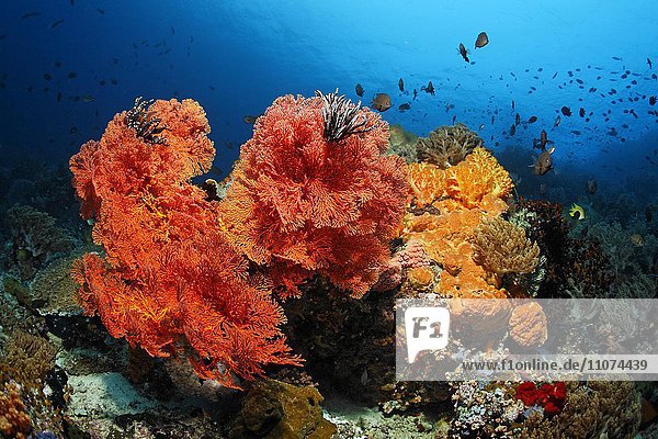Korallenblock  Fische  Niedere Tiere  Steinkoralle  Weichkoralle  Gorgonie  Schwamm  Seescheide  Großes Barriereriff  Queensland  Cairns  Pazifischer Ozean  Australien  Ozeanien