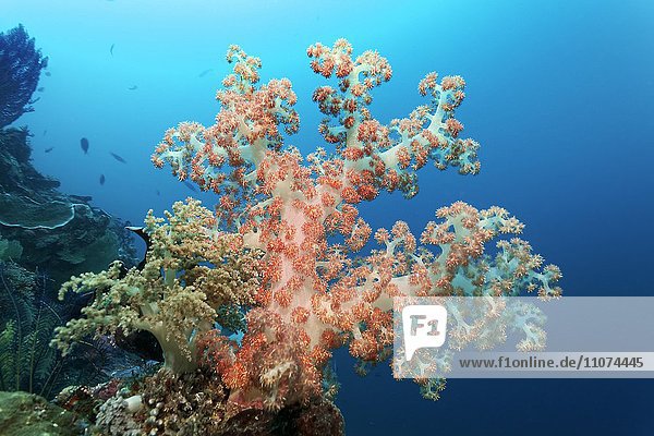 Weichkorallen vor Korallenriff (Dendronephthya sp.)  rot und weiß  Großes Barriereriff  Queensland  Cairns  Pazifischer Ozean  Australien  Ozeanien