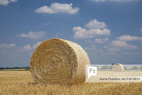 Stoppelfeld mit Strohballen  abgeerntetes Getreidefeld im Sommer  bei Meißen  Sachsen  Deutschland  Europa