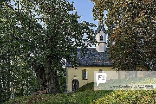 Gotische Kapelle St. Georg  Alte Linde am Weinberg  Markt Schliersee  Oberbayern  Bayern  Deutschland  Europa