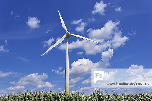 Windkraftwerk im Maisfeld mit Wolkenhimmel  Nordrhein-Westfalen  Deutschland  Europa