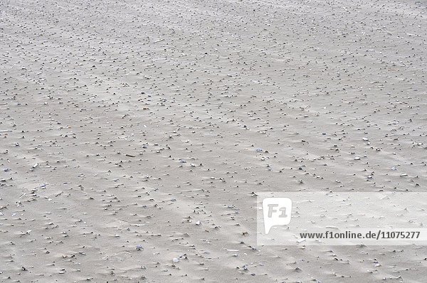 Sandverwehungen mit Muschelbruch am Strand der Nordseeinsel Juist  Ostfriesische Insel  Niedersachsen  Deutschland  Europa
