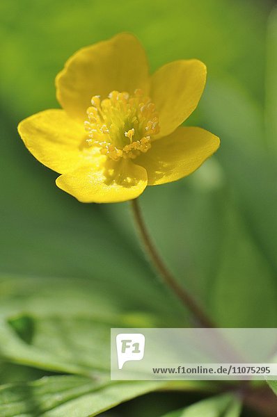 Gelbes Windröschen (Anemone ranunculoides)  Blüte  Nordrhein-Westfalen  Deutschland  Europa