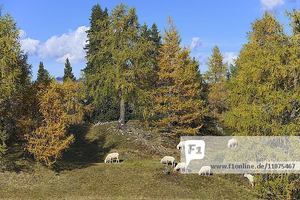 Hausschafe auf der Weide  Egger Mähder  Obernberg am Brenner  Tirol  Österreich  Europa