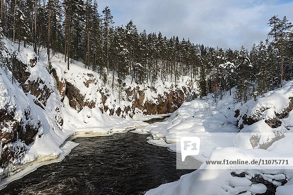 Fluss Oulankajoki bei Kiutaköngäs  Oulanka Nationalpark  Lappland  Finnland  Europa