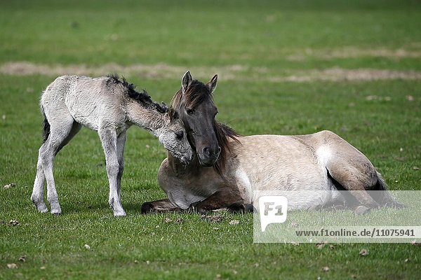 Dülmen pony  mother and foal  Dulmen  North Rhine-Westphalia  Germany  Europe